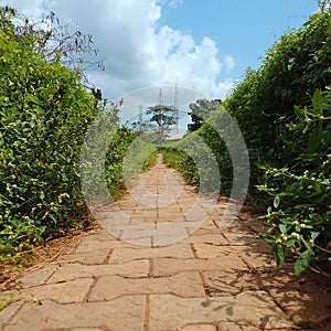 Greeny pathway