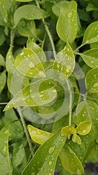 Greeny plant evergreens raindrops