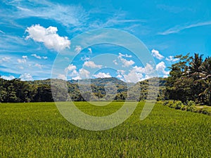 Greeny rice field in Bantul near Yogyakarta