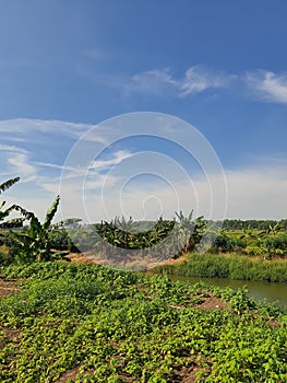 Greeny riverside view