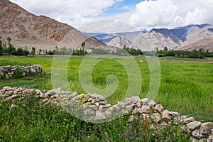 Greeny season or summer in Leh, Ladakkh, Jammu Kashmir, India photo
