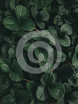 greeny Strawberry  leaves for wallpaper shot in mobile