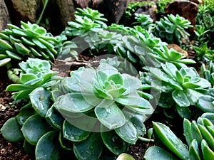 Greeny succulents in a garden