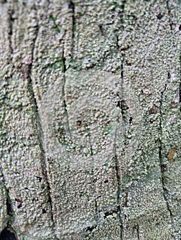 Greeny tree skin