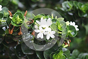 A greeny And white flower