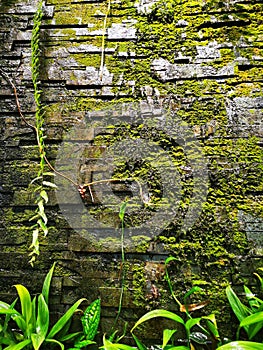 Greenâ€‹ Mossâ€‹ scientific name bryophyta on the wall