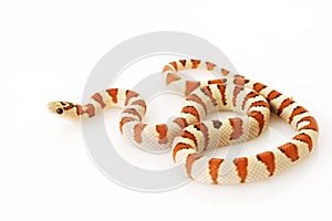 GreerÃ¯Â¿Â½s King Snake (Lampropeltis mexicana greeri)