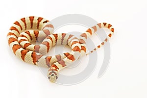 GreerÃ¯Â¿Â½s King Snake (Lampropeltis mexicana greeri) photo