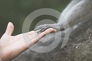 Greeting animal and human