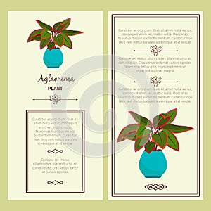 Greeting card with aglaonema plant