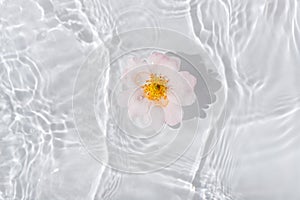 Greeting card with beautiful rose petals macro with drop floating on surface of the water close up. It can be used as background