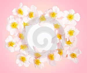 Greeting card - beauty dog rose background with card