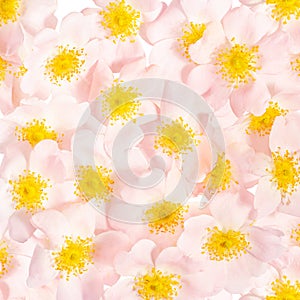 Greeting card - beauty pale dog rose background - nature concept