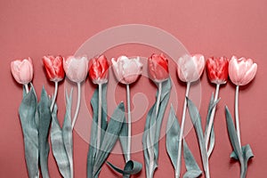 Greeting card with colorful spring tulips flower. Holiday bouquet. Concept of Mother`s Day, Birthday or Valentine`s Day