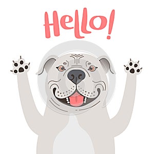 Greeting card with cute Pitbul dog. Sweet American Staffordshire Pit Bull Terrier says hello. Vector illustration