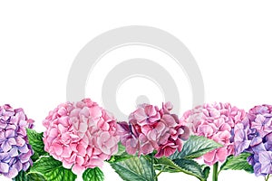 Greeting card, flora design, hydrangea flowers, isolated white background. Watercolor botanical illustration