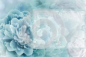 Greeting card. Floral spring  turquoise  background. Flowers and petals of rose and peony. Close-up.