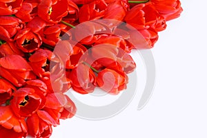 Greeting Card with Flowers (red tulips) Stock Photo