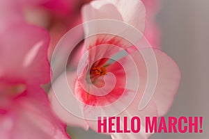 Greeting card hello march Welcome card the beginning of spring