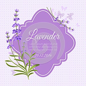 Greeting card, invitation vector template with fragrant lavender