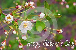 MotherÃ¢â¬â¢s day greeting card with cherry in bloom