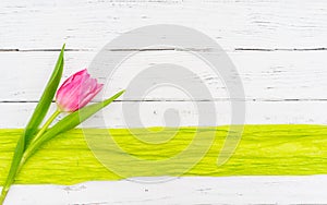 Greeting card with one pink tulip flower an green border on white wooden background with space for text