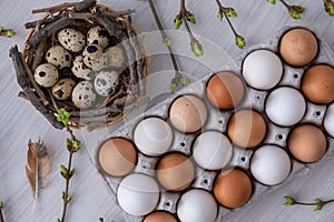 Greeting card with quail eggs in the nest, chicken eggs, twigs with green leaves