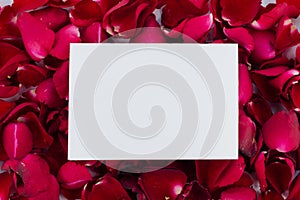 Greeting card red rose petals. with Blank Message Sign for Your Text or Message.