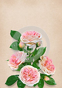 Greeting card with space for text and pink roses