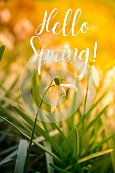 Greeting card text HELLO SPRING lettering with snowdrop flowers on field. Early spring flowers. Springtime Natural