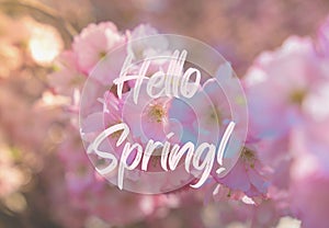 Greeting card text HELLO SPRING saying Blooming sakura flowers natural background with copy space. Delicate pink flowers