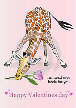 Greeting card valentines giraffe with rose in its mouth