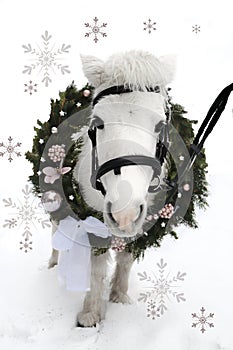 Greeting Card With White Pony And Christmas Wreath