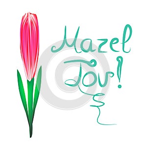 Greeting inscription Mazel Tov translated from Hebrew I wish you happiness. Tulip flower. Vector illustration on