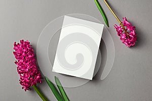 Greeting or invitation card stationary mockup with fresh hyacinth flowers on grey paper background