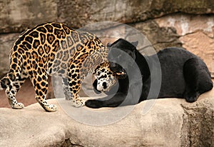 Greeting between Jaguars photo