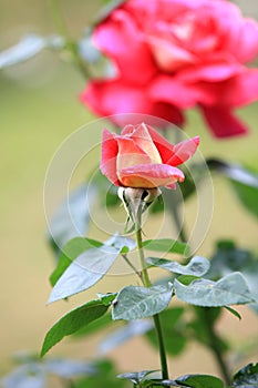 greeting season with rose