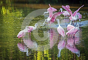 A gregarious group of Roseate Spoonbills