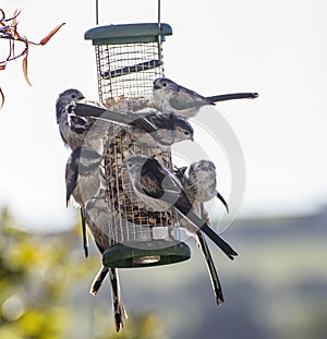 Gregarious Long Tailed Tits on a peanut feeder