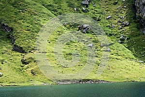 Gregge di Pecore in Transumanza in montagna sulle Rive di un Lago photo