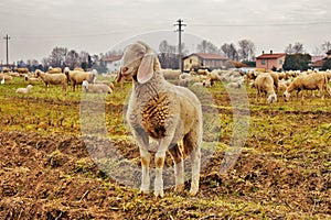 gregge in vallata, pecore e capre vengono spostati da una zona all& x27;altra tramite terreni scolti. photo