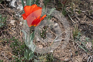 Greig`s tulip Tulipa greigii the precursor of the tulips that are grown commercially around the world