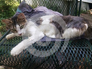 Gremlin the cat that thinks she is a dog cooling off in the Mississippi heat in the water hose