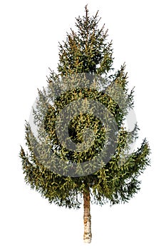 Gren fir tree isolated photo