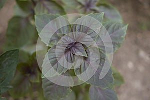 Gren and purple leaves of Ocimum basilicum purpurascens