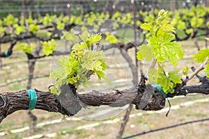 Grenache Grape Vines in a Vineyard