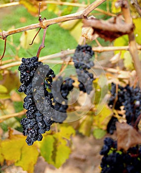 Grenache Grapes, McLaren Vale photo