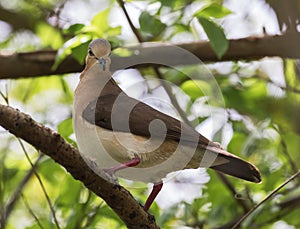 Grenada Dove, Leptotila wellsi