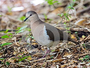 Grenada Dove, Leptotila wellsi