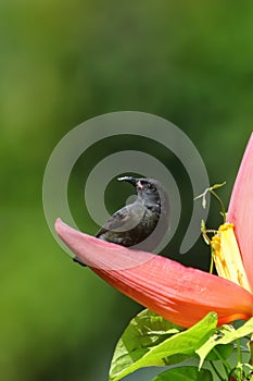 Grenada Race Bananaquit sitting on banana flower, Grenada island, Grenada